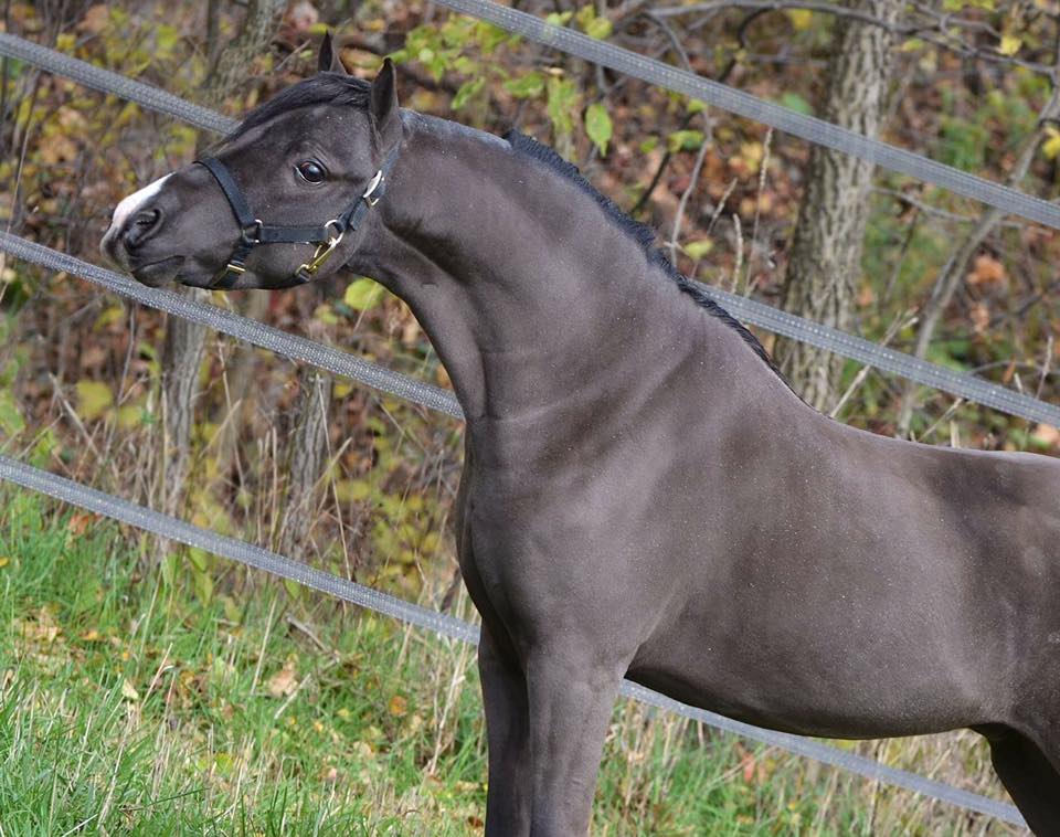 Rhapsody`s White Chocolate Mocha - ASPC/AMHR Stallion